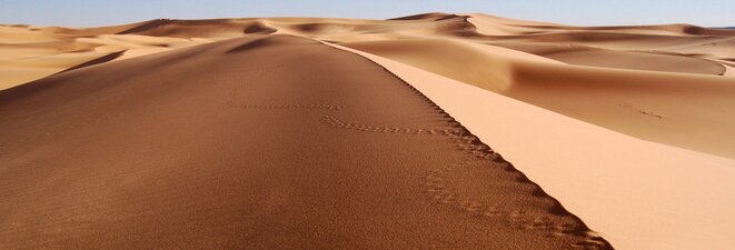 Camel is The King of Sands