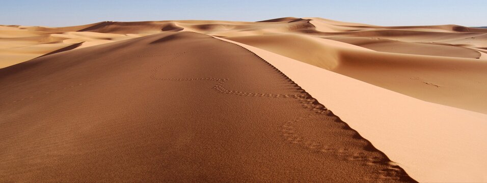 Camel is The King of Sands