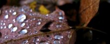 Water Drop on a Leave