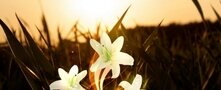 White Flowers at Night