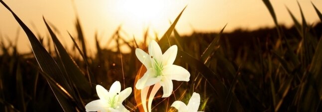 White Flowers at Night