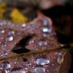 Water Drops on Leave