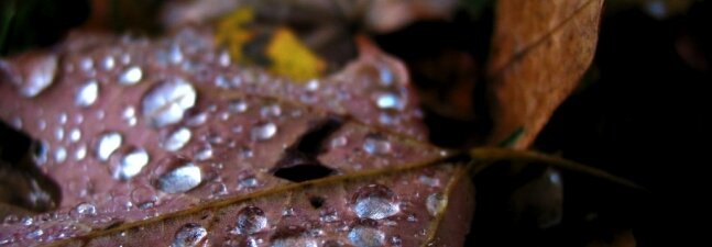 Water Drops on Leave