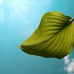 Nature Beautiful Green Leave