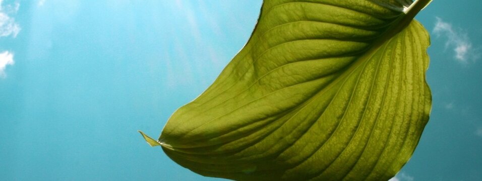 Nature Beautiful Green Leave