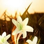 White Flowers at Night
