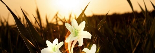 White Flowers at Night