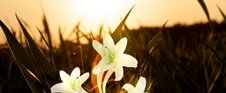 White Flowers at Night