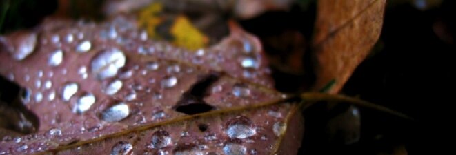 Water Drops on Leave
