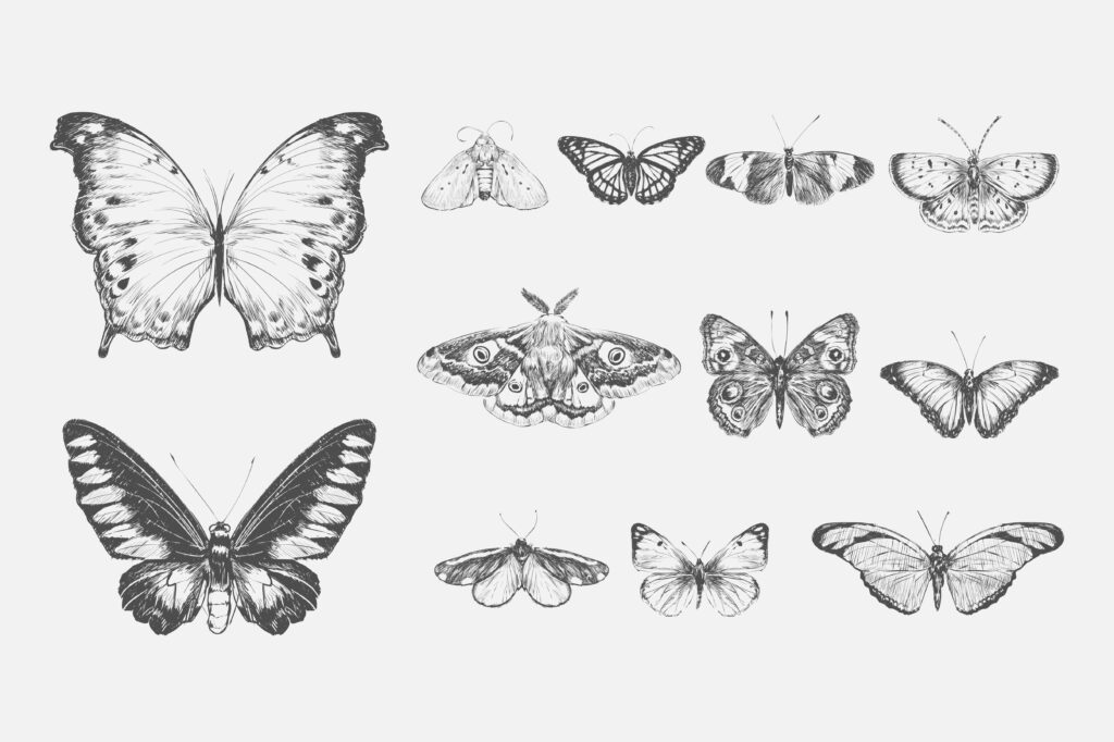 Draw a different kinds of animals, insects, or bugs